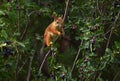 Squirrel eating berries on a tree in the garden Royalty Free Stock Photo
