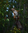 Squirrel eating shadberry berries on a tree in the garden Royalty Free Stock Photo