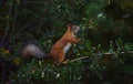 Squirrel eating berries on a tree in the garden Royalty Free Stock Photo