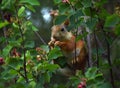 Squirrel eating berries on a tree in the garden Royalty Free Stock Photo