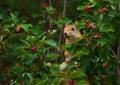 Squirrel eating berries on a tree in the garden Royalty Free Stock Photo