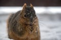 A squirrel eating in the snow