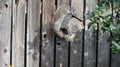 Squirrel eating from a suet feeder holding on Royalty Free Stock Photo