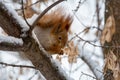 Squirrel eating on tree branch covered with snow Royalty Free Stock Photo