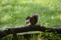 Squirrel eating on a tree branch in a park. Royalty Free Stock Photo
