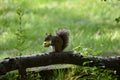 Squirrel eating on a tree branch in a park. Royalty Free Stock Photo
