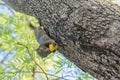 Squirrel eating on the tree