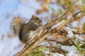 Squirrel eating walnut on a fur tree in winter in a forest park Royalty Free Stock Photo