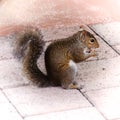 Squirrel Eating Walnut Royalty Free Stock Photo