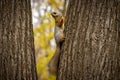 Squirrel eating walnut on a tree in park Royalty Free Stock Photo