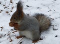 Squirrel eating in winter forest