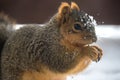 A squirrel eating during the winter