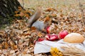 Squirrel eats aplle in autumn park, falling leaves on background.