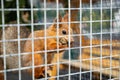 The squirrel eats in the cage. The animal is in captivity. Royalty Free Stock Photo