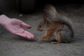 Squirrel eats from hand Royalty Free Stock Photo