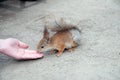 Squirrel eats from hand Royalty Free Stock Photo
