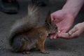 Squirrel eats from hand Royalty Free Stock Photo