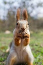 A ginger squirrel is gnawing a walnut. Royalty Free Stock Photo