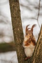 The squirrel eats a nut on the branches of a tree. Royalty Free Stock Photo