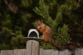 Squirrel eats nut from the dish on the fence in the garden Royalty Free Stock Photo