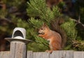 Squirrel eating nut on the fence Royalty Free Stock Photo