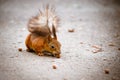 Squirrel eats nut on a ground Royalty Free Stock Photo