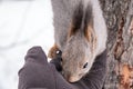 Squirrel eats nut from a man`s hand in winter Royalty Free Stock Photo