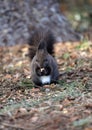Squirrel eats a nut on a natural background Royalty Free Stock Photo