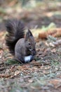 Squirrel eats a nut on a natural background Royalty Free Stock Photo
