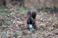 Squirrel eats a nut on a natural background Royalty Free Stock Photo