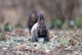 Squirrel eats a nut on a natural background Royalty Free Stock Photo
