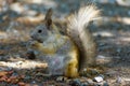 Squirrel eats a nut peanuts, photo front left, tail raised Royalty Free Stock Photo