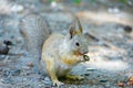 Squirrel eats a nut peanuts, photo front right, tail lowered Royalty Free Stock Photo