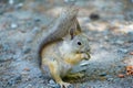 Squirrel eats a nut peanuts, photo front right, tail raised Royalty Free Stock Photo