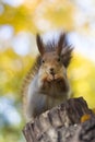 The squirrel eats nut on a tree in the autumn wood Royalty Free Stock Photo