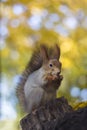 The squirrel eats nut on a tree in the autumn wood Royalty Free Stock Photo