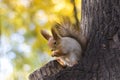 The squirrel eats nut on a tree in the autumn wood Royalty Free Stock Photo