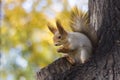 The squirrel eats nut on a tree in the autumn wood Royalty Free Stock Photo