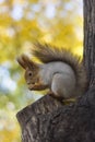 The squirrel eats nut on a tree in the autumn wood Royalty Free Stock Photo