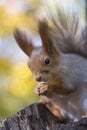 The squirrel eats nut on a tree in the autumn wood Royalty Free Stock Photo