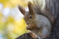 The squirrel eats nut on a tree in the autumn wood Royalty Free Stock Photo