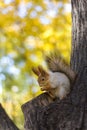 The squirrel eats nut on a tree in the autumn wood Royalty Free Stock Photo