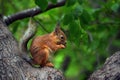 Squirrel eats nut on a tree Royalty Free Stock Photo