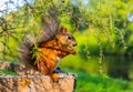 Squirrel eats nuts in the autumn forest close-up. A cute squirrel is chewing a nut. Royalty Free Stock Photo