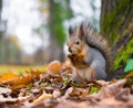 Squirrel eats nuts in the autumn forest close-up. Royalty Free Stock Photo