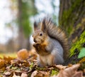 Squirrel eats nuts in the autumn forest close-up. Royalty Free Stock Photo