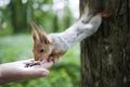 Squirrel eats nuts from a human hand. Squirrel feeding in the park Royalty Free Stock Photo