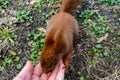 Squirrel eats nuts from man`s hand in the park Royalty Free Stock Photo