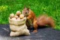 Squirrel eats nuts in the park. Royalty Free Stock Photo