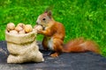 Squirrel eats nuts in the park.